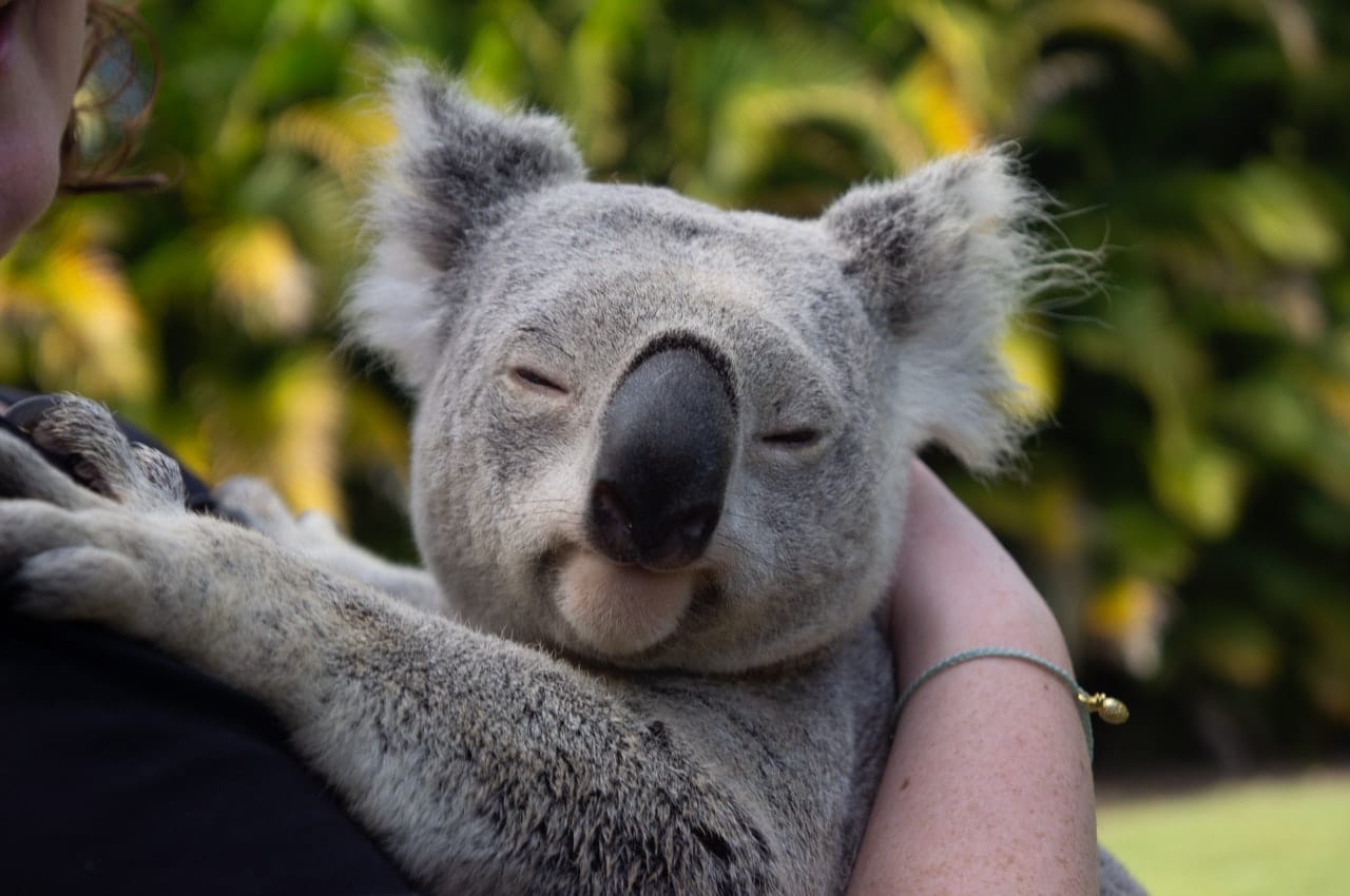 koala extincion