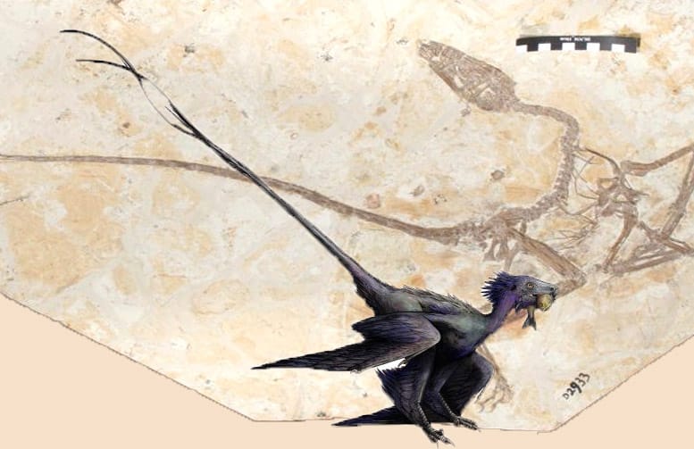 Wulong, una nueva especie de dinosaurio-pájaro descubierta en China