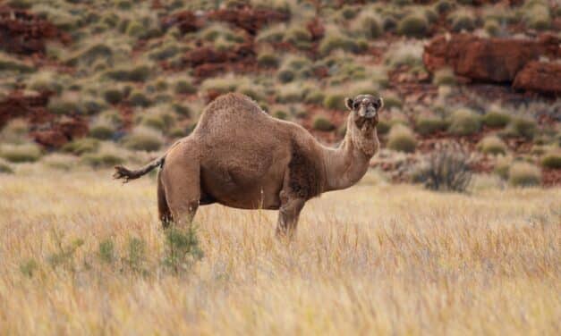 Francotiradores sacrificarán hasta 10.000 camellos en Australia