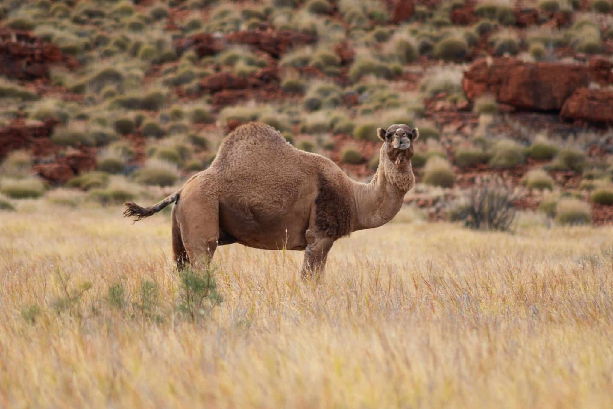 Francotiradores sacrificarán hasta 10.000 camellos en Australia