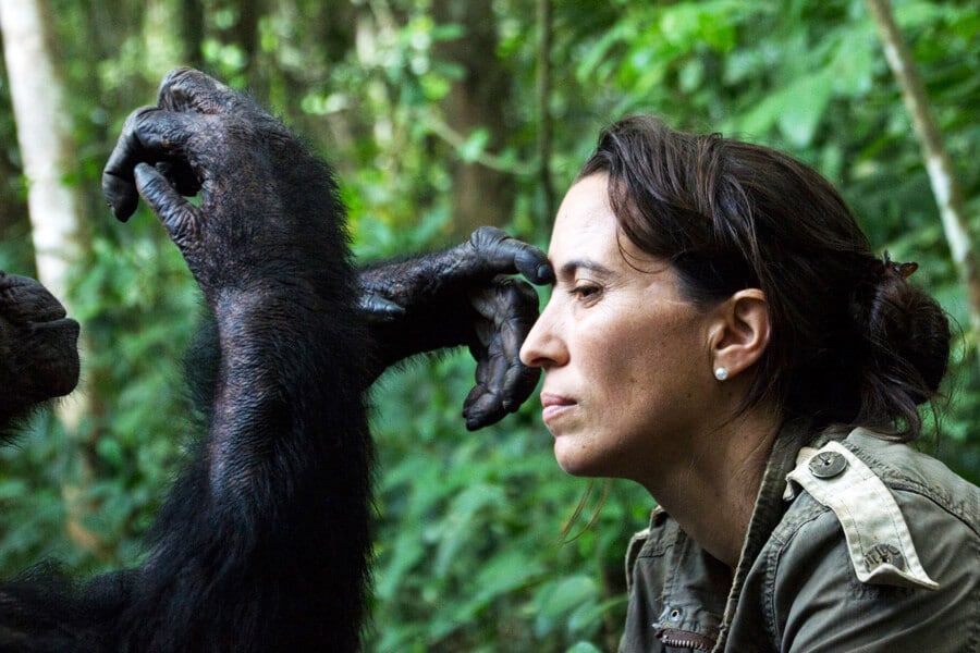 Rebeca Atencia: “Los chimpancés hacen bullying, como los humanos”