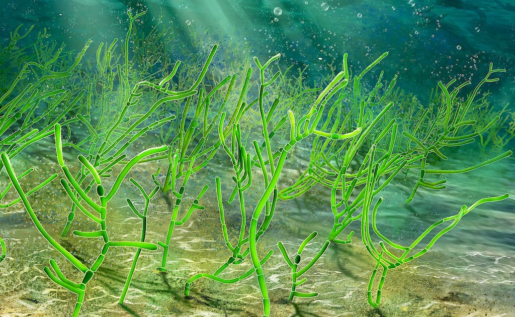 Estas algas de hace 1000 millones de años son las antepasadas de las plantas modernas