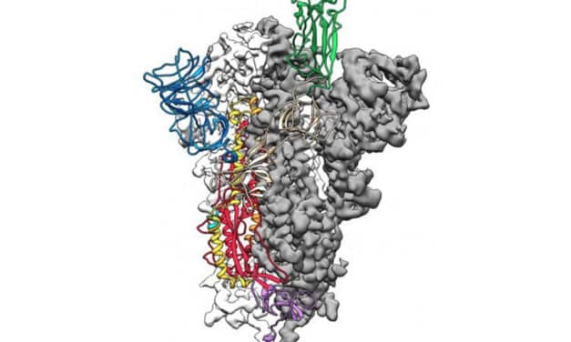 Con esta proteína del coronavirus se podrá fabricar la vacuna