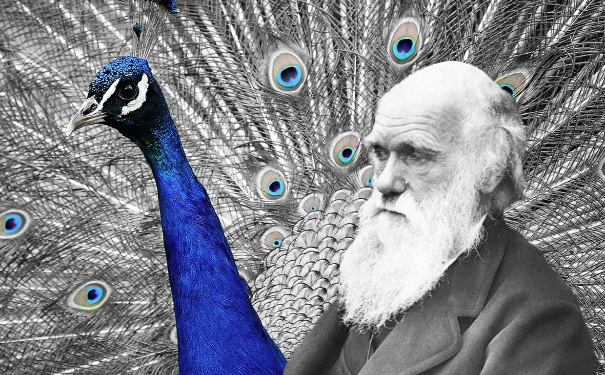 La selección sexual, o por qué Darwin odiaba a los pavos reales