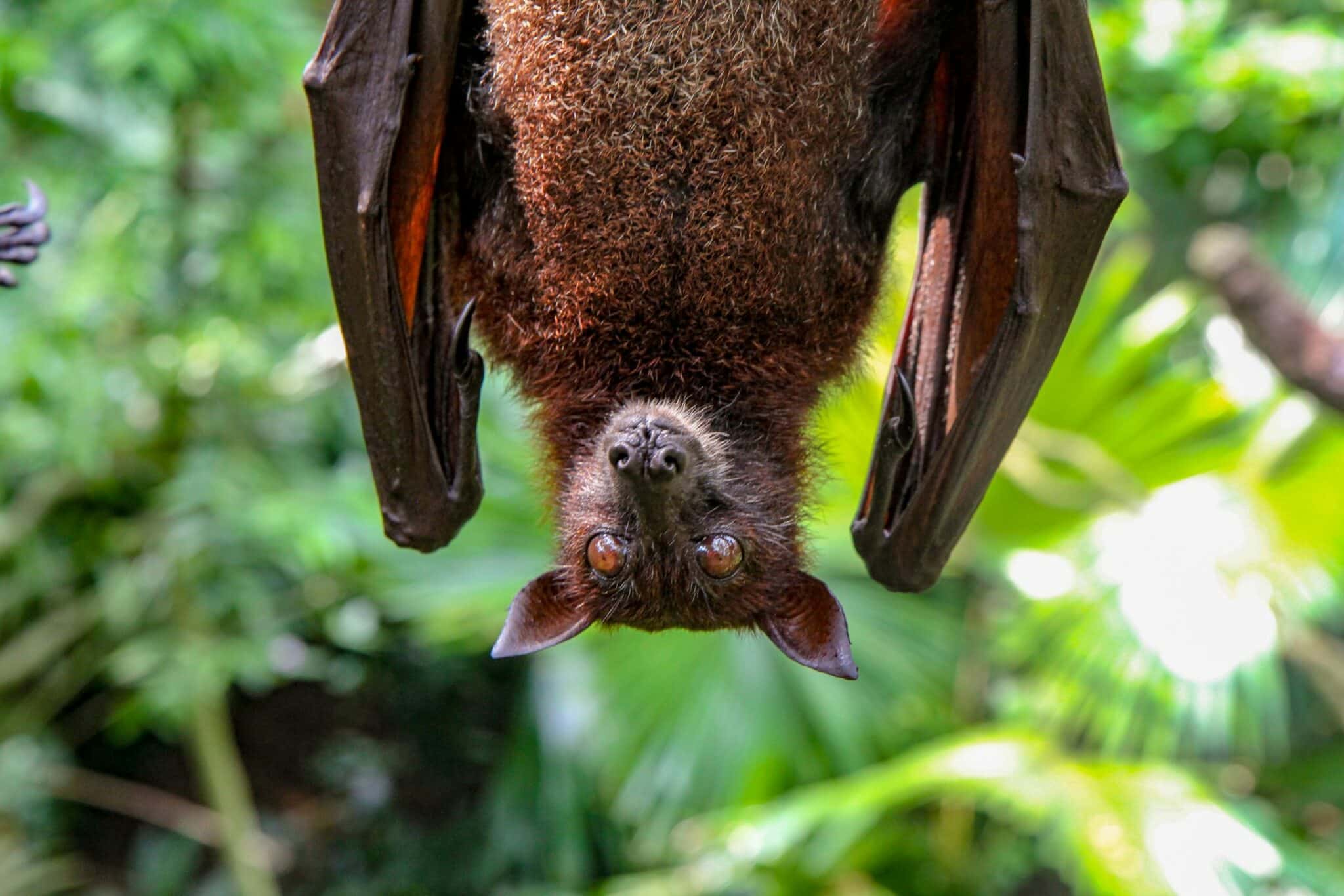 Coronavirus: por qué los virus transmitidos por murciélagos son tan mortales