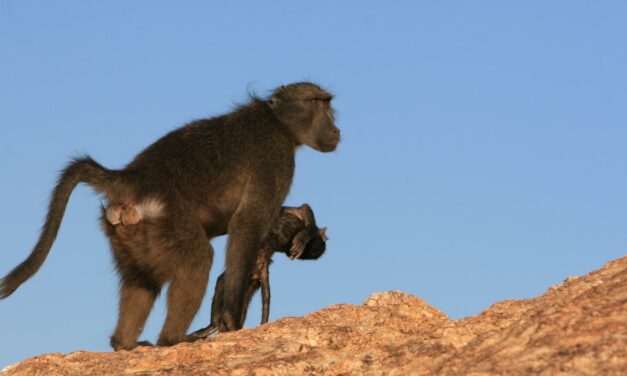 Las madres de babuinos acarrean a sus crías muertas hasta 10 días