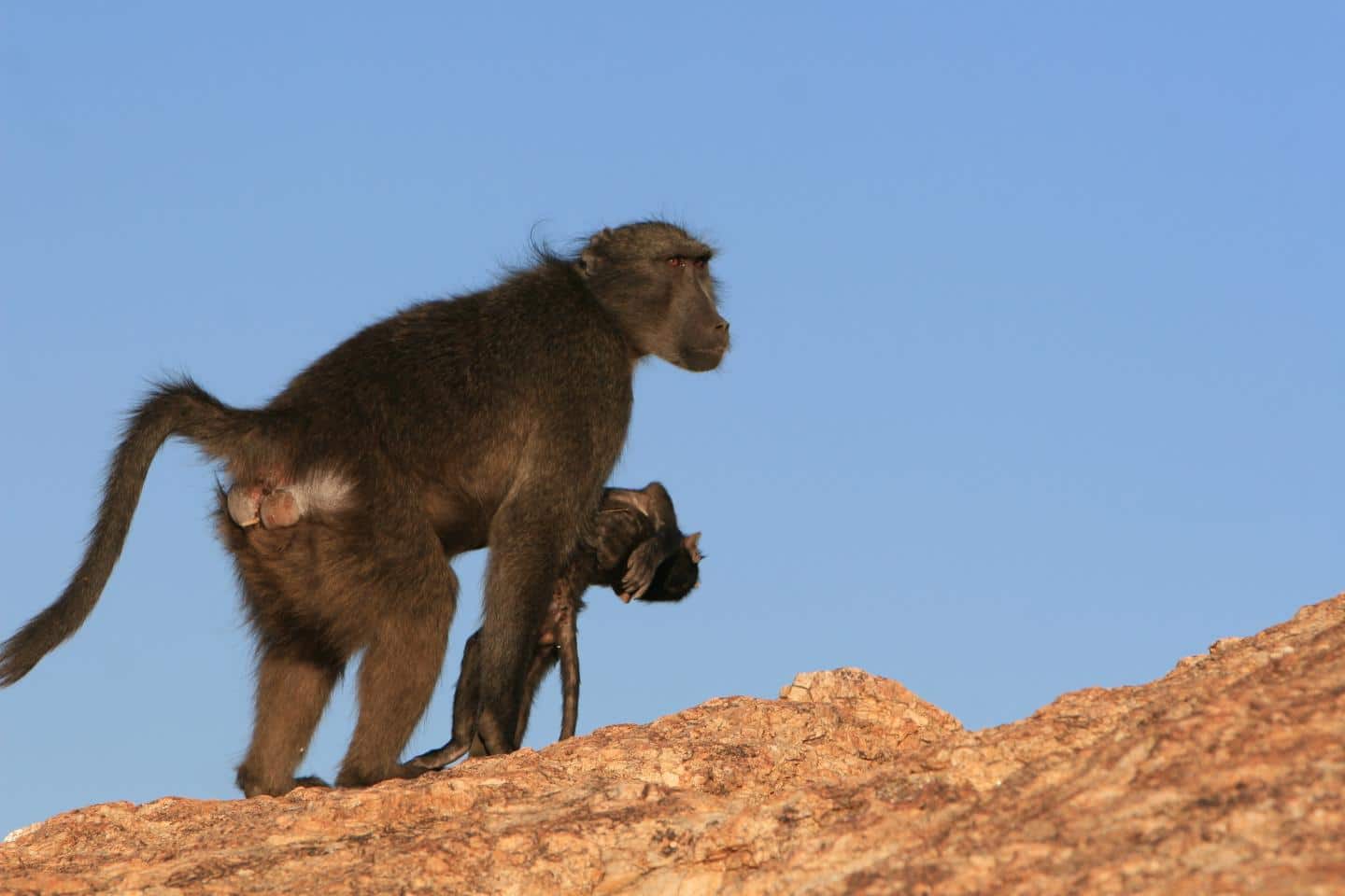 Las madres de babuinos acarrean a sus crías muertas hasta 10 días