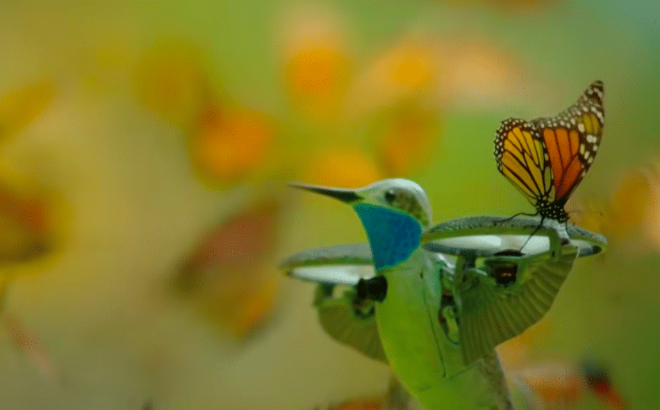 El dron que se atrevió con 500 millones de mariposas