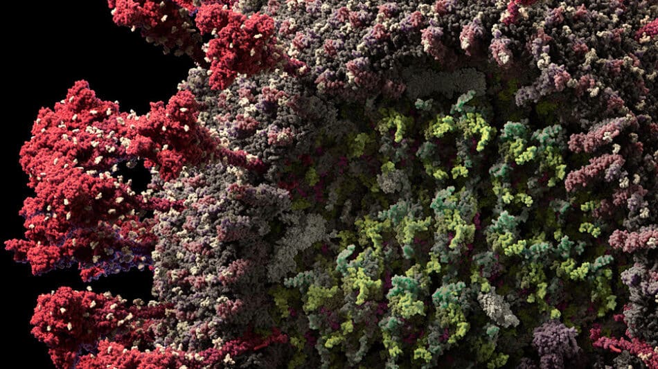 VIDEO: así es el coronavirus en 3D, átomo a átomo