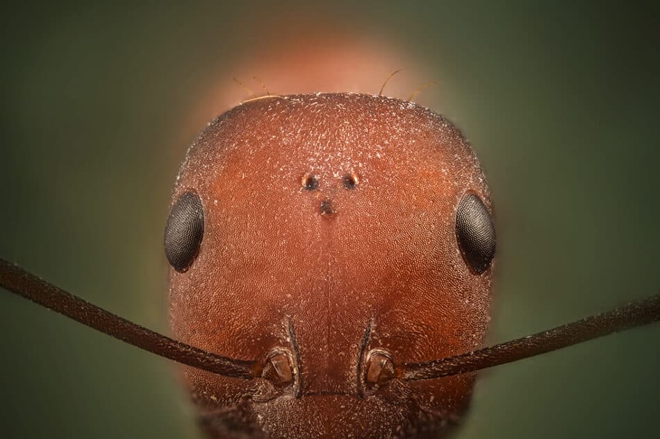 Instrucciones para fotografiar hormigas y otros seres diminutos
