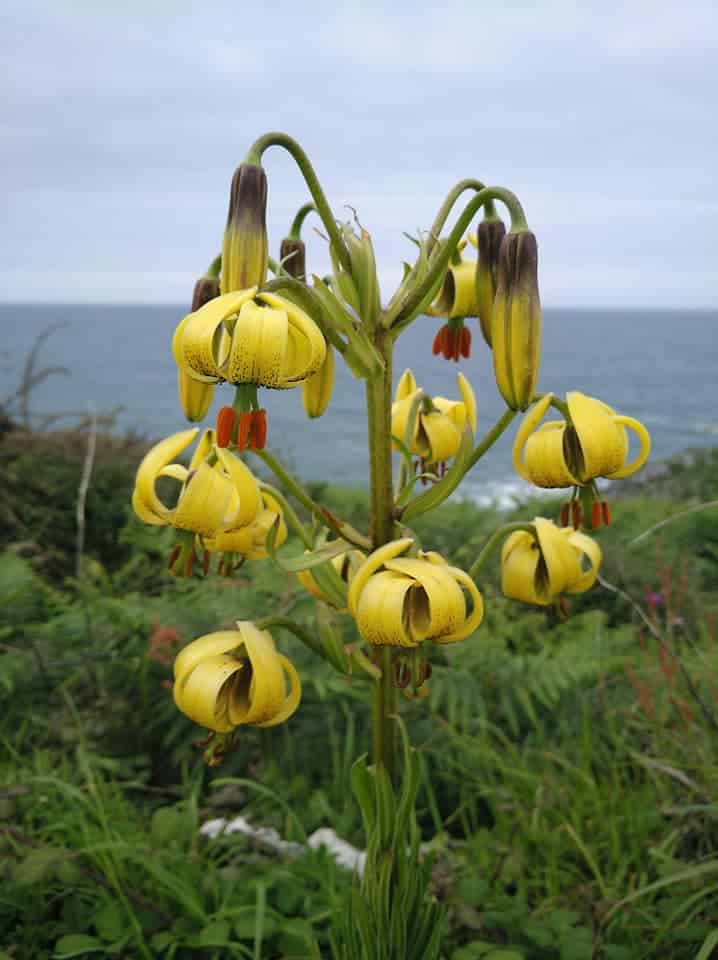 Lilium pirenaicum