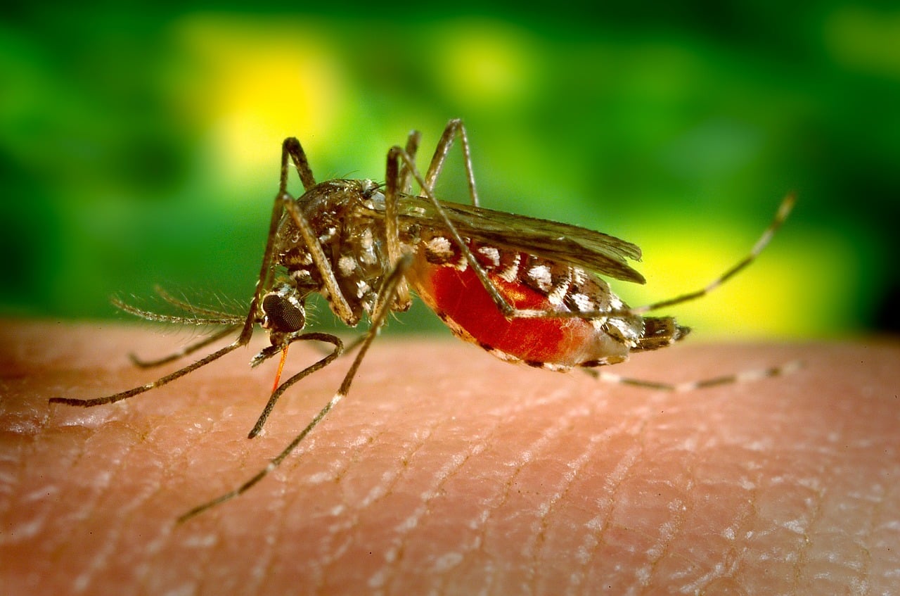 Un hongo microscópico es capaz de detener la malaria