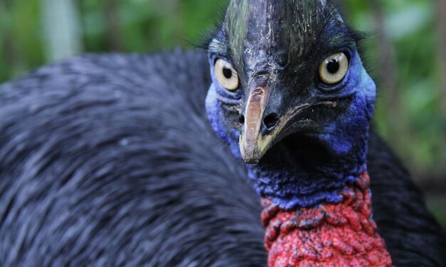 Por qué brillan tanto las plumas del pájaro más peligroso del mundo. Nuevo estudio