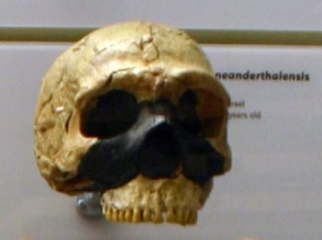 Cráneo de Amud1