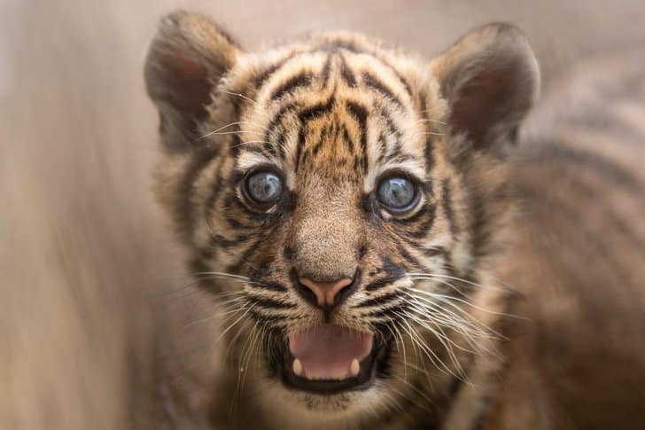 Nace el primer cachorro de tigre de Sumatra en 20 años