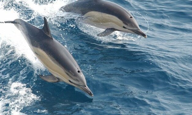 Los delfines necesitan hacer amigos para sobrevivir
