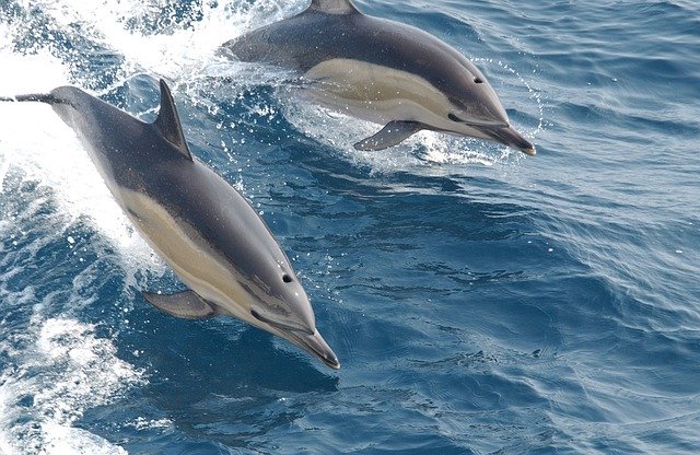 Los delfines necesitan hacer amigos para sobrevivir
