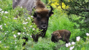 nacimiento cría bisonte