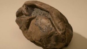 fosil huevo dinosaurio