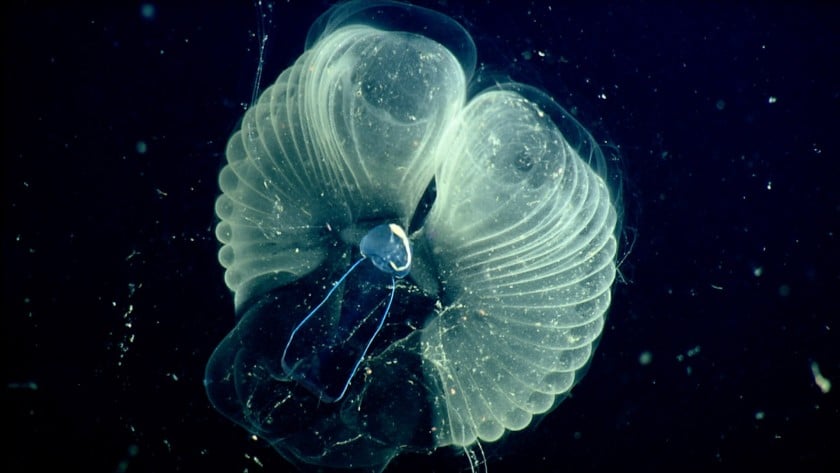 VÍDEO: Esta criatura marina atrapa más C02 que nadie. Y al fin saben cómo es por dentro