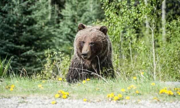 Convivir con los osos, la clave para evitar su extinción