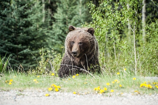 Convivir con los osos, la clave para evitar su extinción