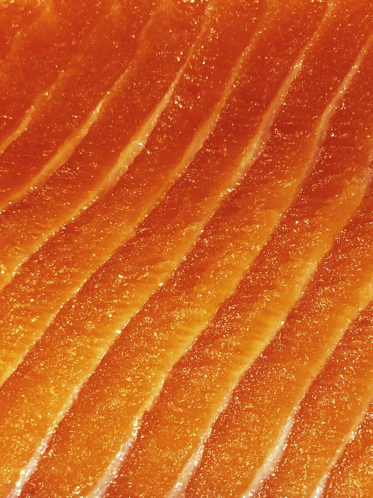 Tres décadas después, los salmones transgénicos llegarán a la mesa… en EE. UU.