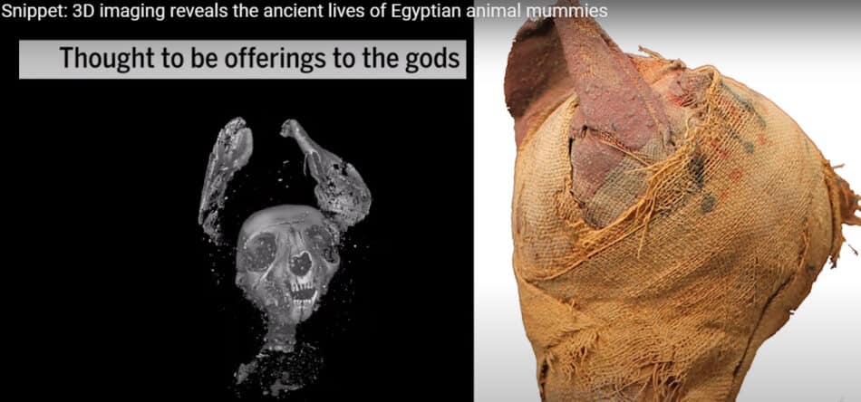 VíDEO: Imágenes en 3D revelan secretos de tres momias egipcias de animales