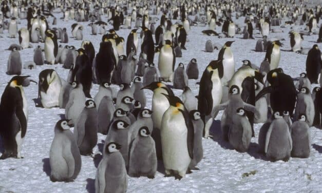 Descubren nuevas colonias de pingüinos desde el espacio