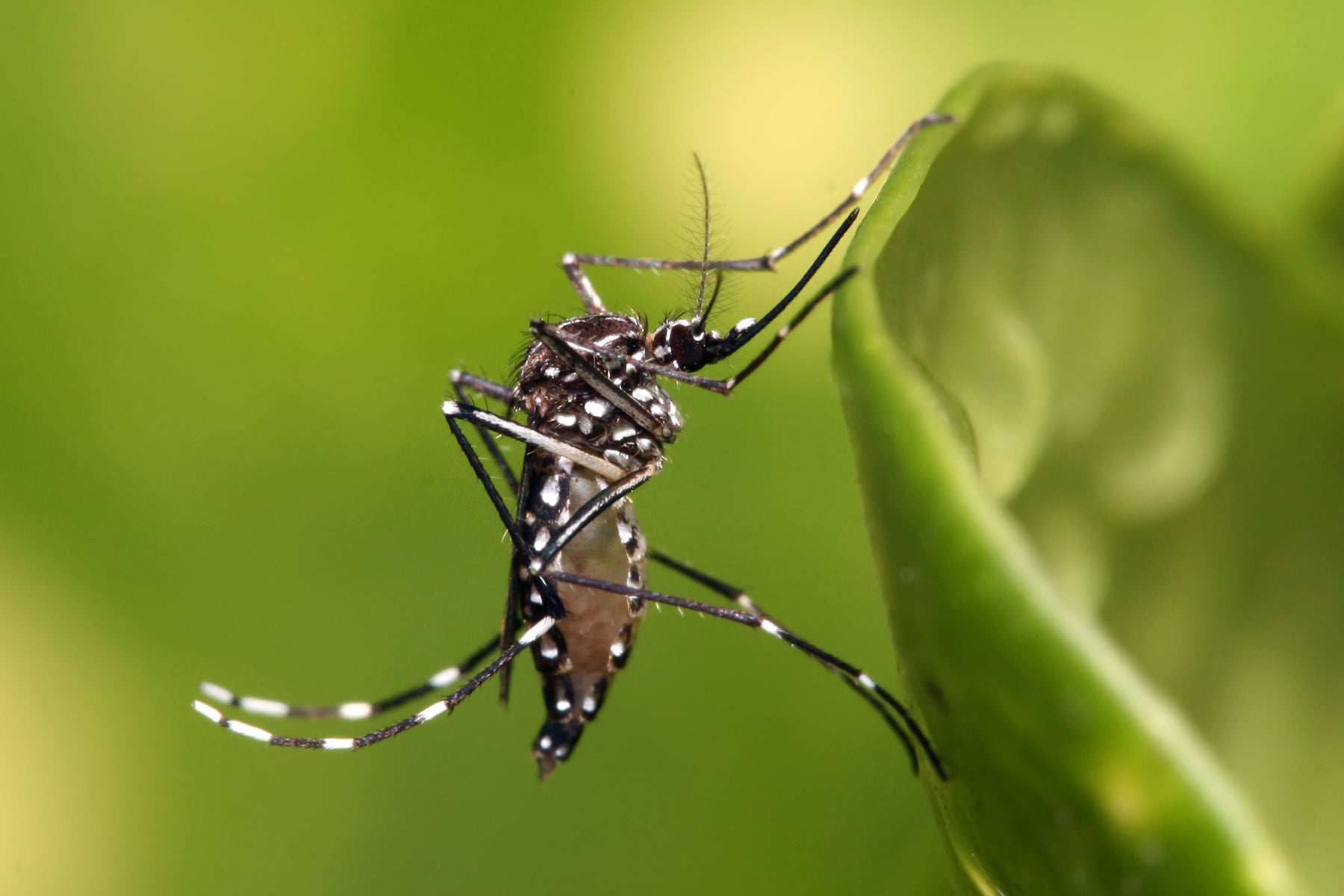 Por qué los mosquitos nos eligieron cómo víctimas hace miles de años