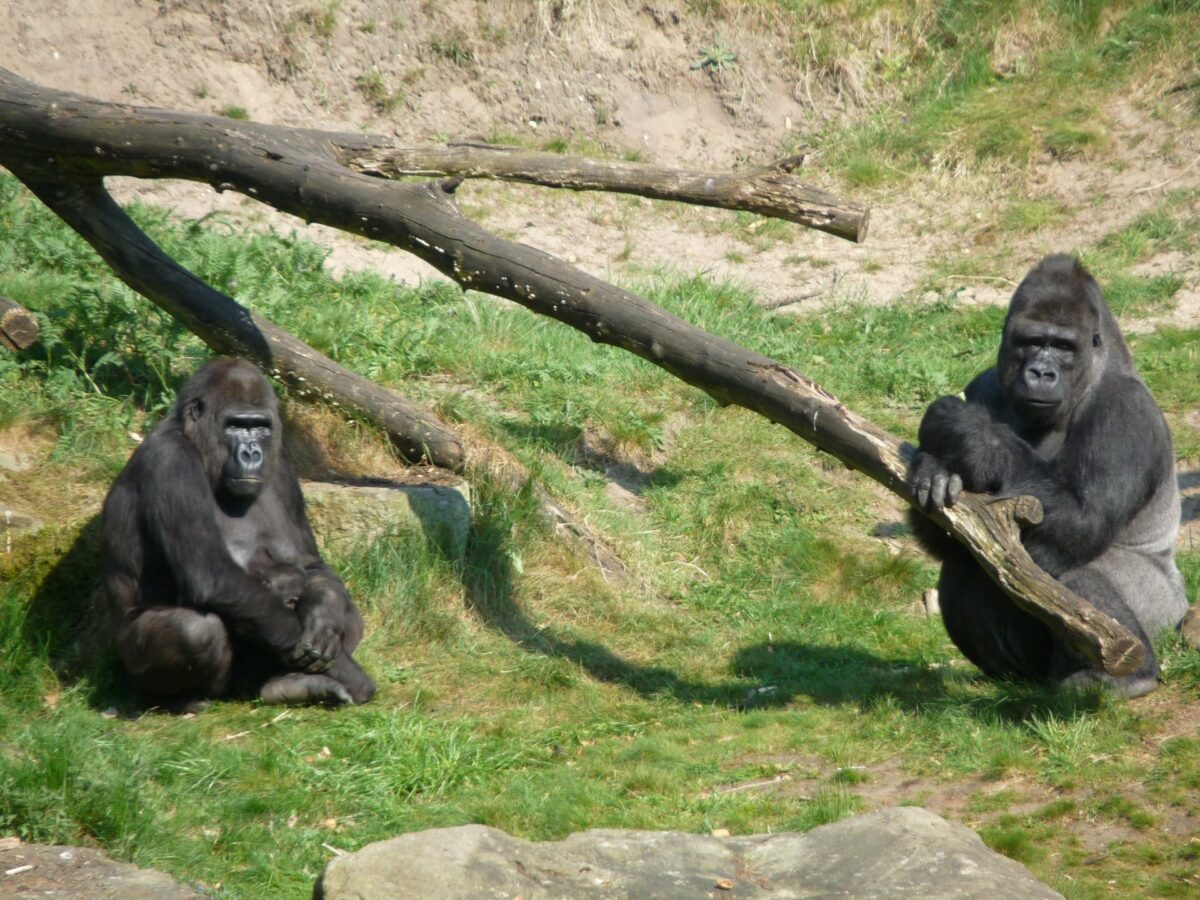 En los grupos grandes de gorilas las relaciones son menos intensas