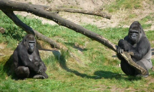 En los grupos grandes de gorilas las relaciones son menos intensas