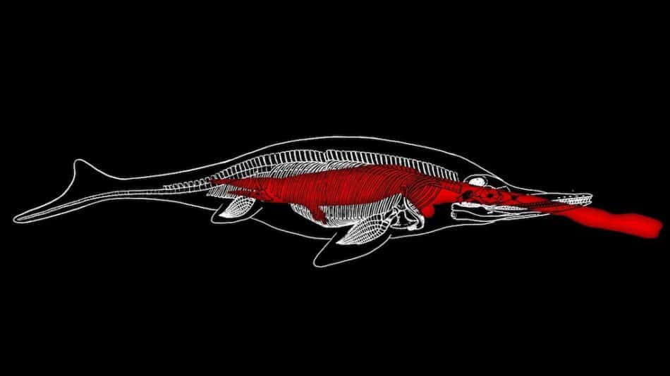La última comida del ictiosaurio fue otro enorme lagarto marino