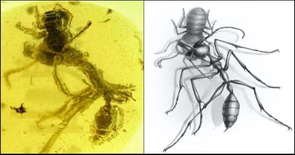 Una «hormiga del infierno» atrapada en ámbar mientras asesina a una presa hace 99 millones de años