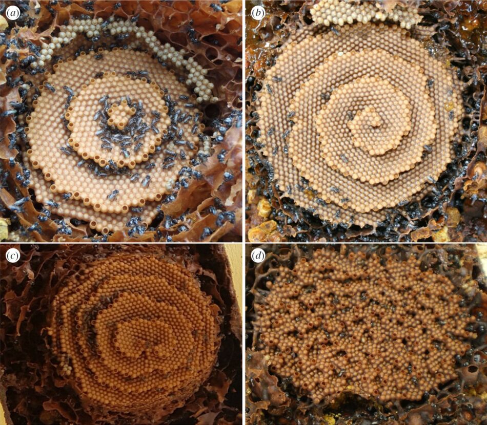 Las abejas construyen sus panales siguiendo patrones matemáticos
