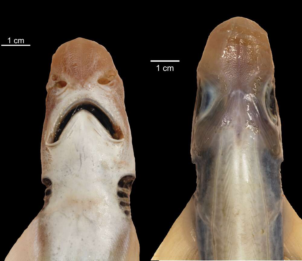 tiburón sin piel ni dientes