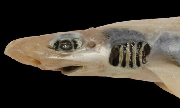 Descubierto un tiburón sin piel ni dientes