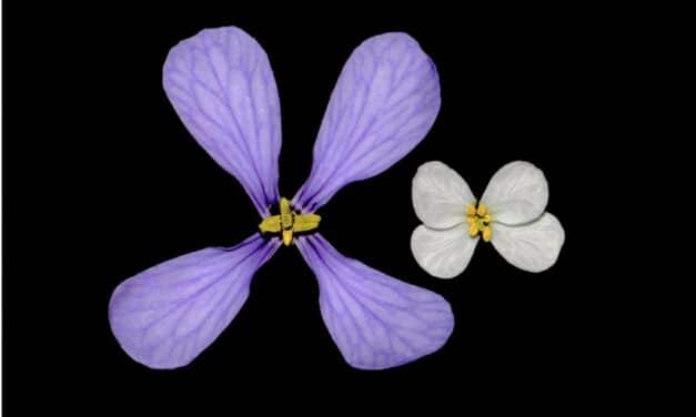 La planta que produce flores totalmente diferentes en primavera y en verano