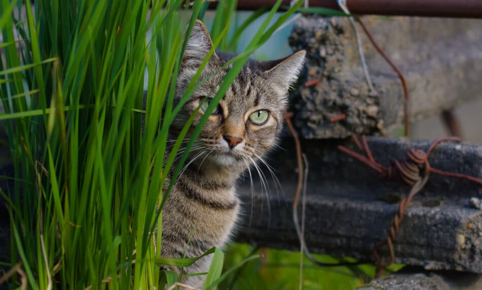 ¿Por qué comen hierba los gatos?