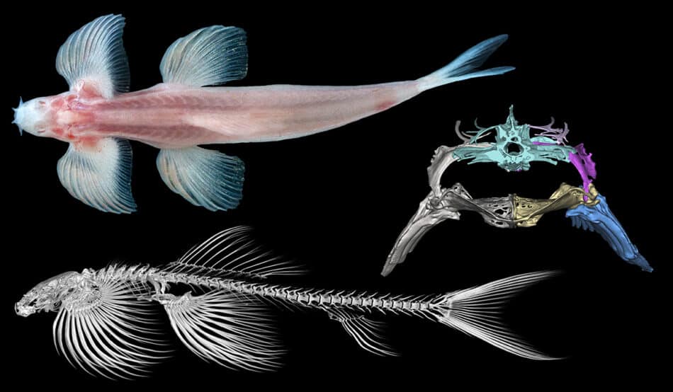 Once especies de peces son capaces de caminar. Este vídeo lo muestra