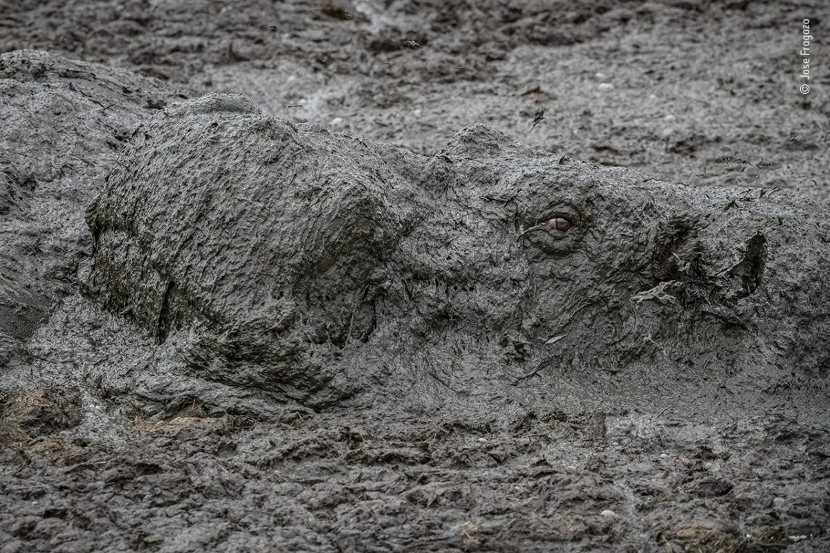 Un hipopótamo camuflado entre las mejores fotos del Wildlife Photographer of the Year 2020