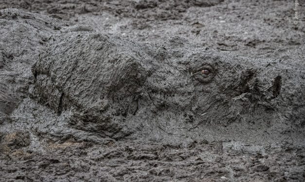 Un hipopótamo camuflado entre las mejores fotos del Wildlife Photographer of the Year 2020