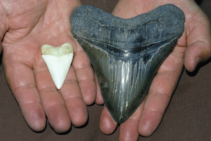 dientes megalodon