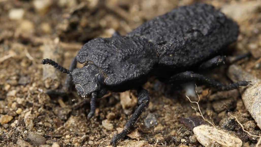 A este escarabajo le puede atropellar un coche y él…como si nada