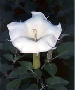 flor de datura, el principal ingrediente del tsusensan