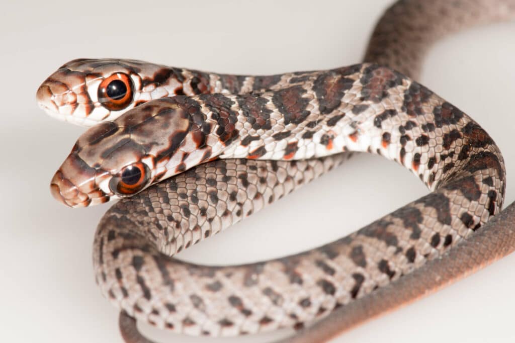 Dos, the two-headed snake (Image: © Jonathan Mays/FWC Fish and Wildlife Research Institute)