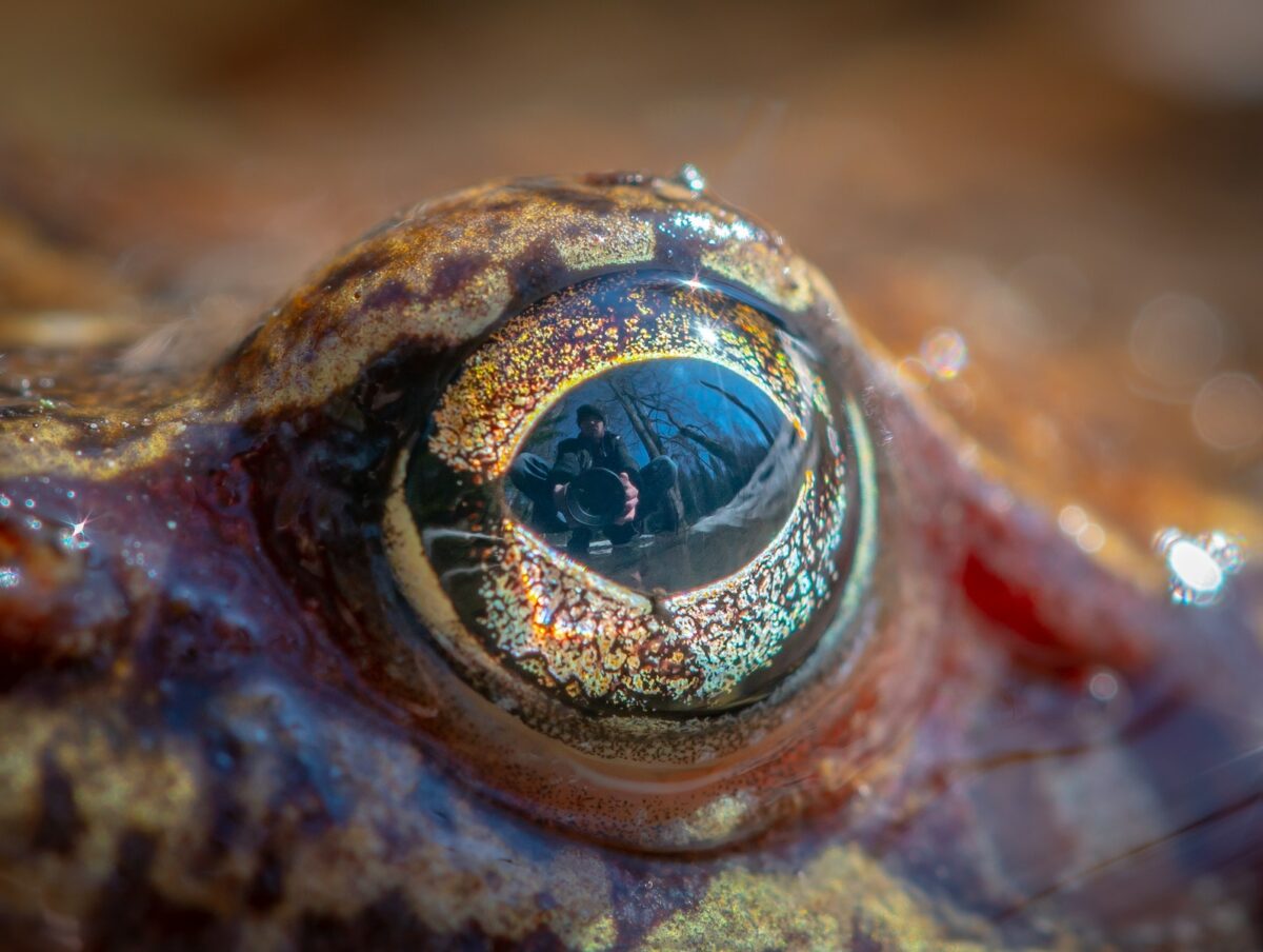 Algunos peces pueden regenerar sus ojos. Los humanos también tenemos los genes que lo permiten