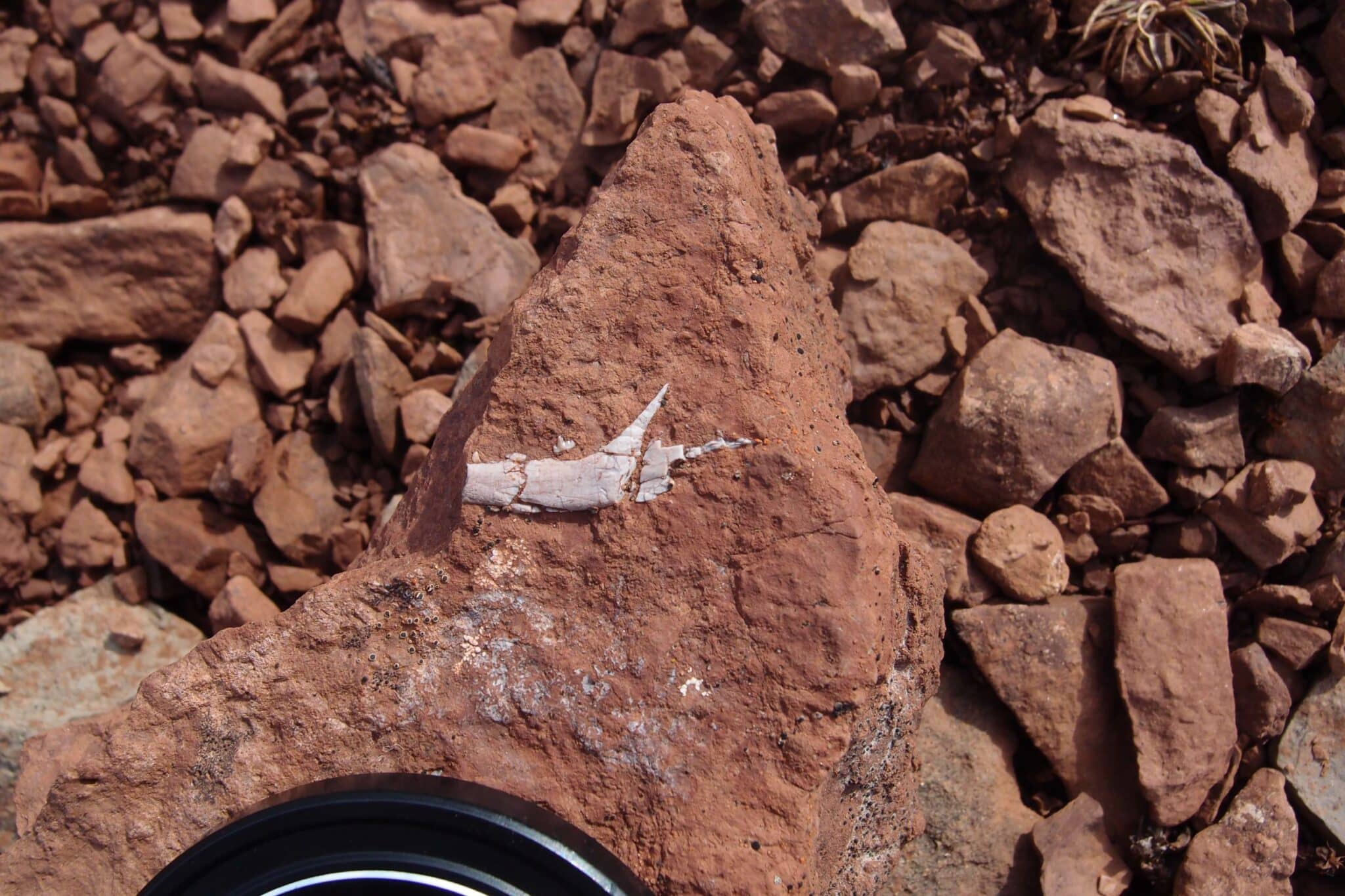 Una minúscula mandíbula encontrada en Groenlandia revela el origen de los omnívoros
