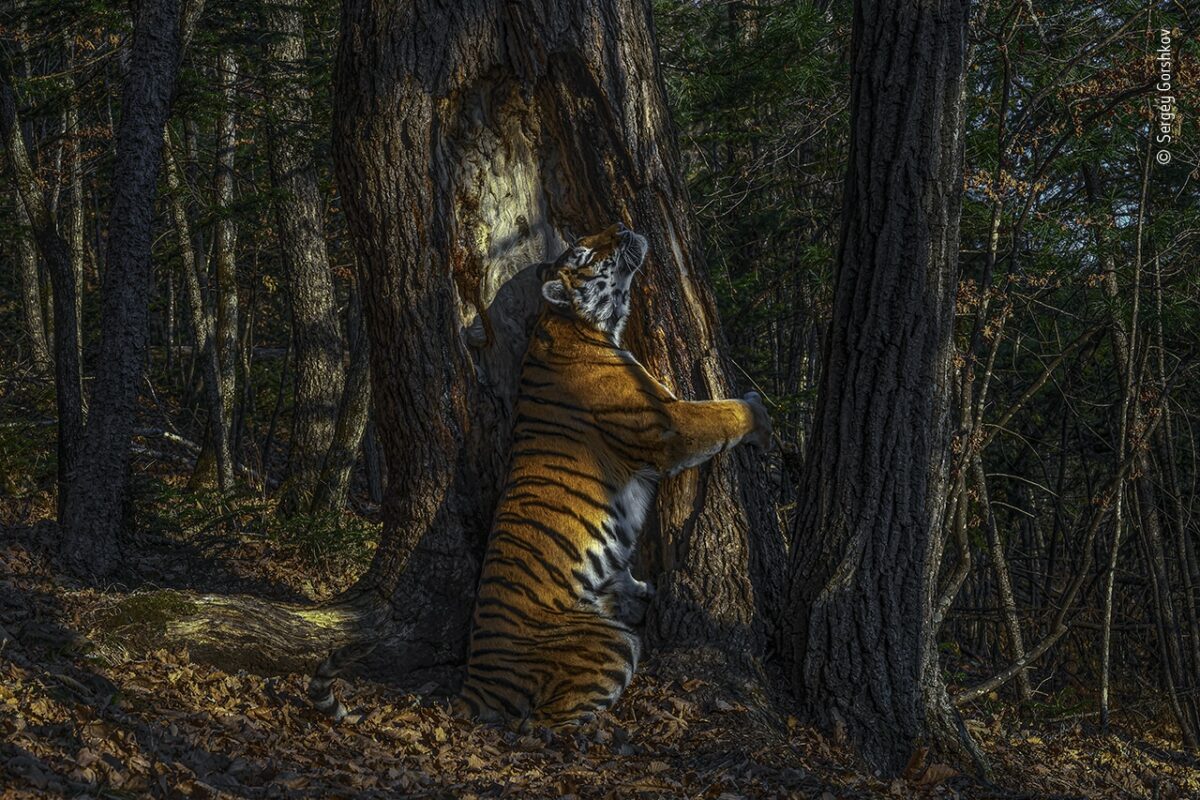 El abrazo de una tigresa en libertad gana el Wildlife Photographer of the Year 2020