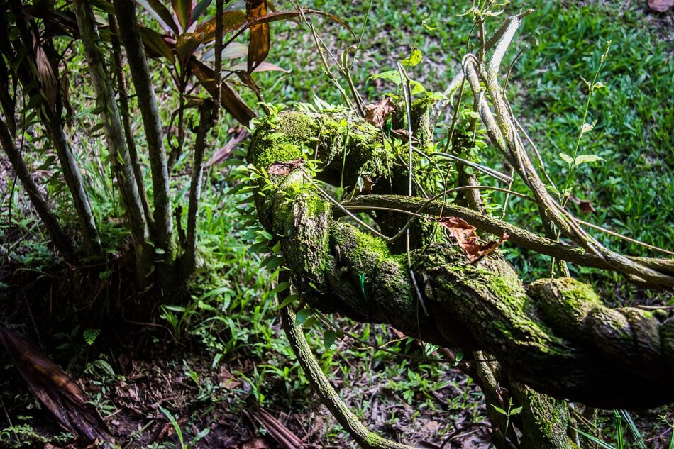 La ayahuasca estimula la formación de nuevas neuronas